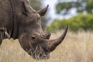 Southern white rhinoceros in Kruger National park
