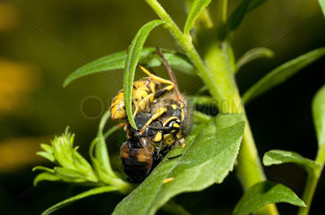Common Wasp killing a fly - France
