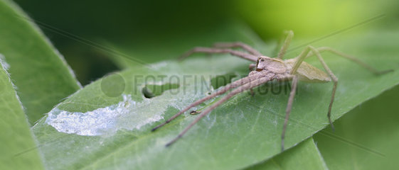 Nursery web Spider on a leaf in a garden - France