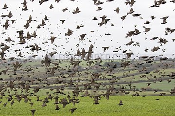 Starling (Sturnus vulagris)  starling in flight  England  Winter