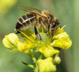Honey Bee (Apis mellifera) licking the nectar on a Rue (Ruta chapelensis)  2015 June 16  Alpes