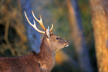 Portrait of Sika deer in the evening near the forest - France