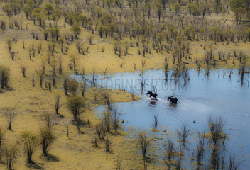 African Elephants in a marsh - Okavango Botswana