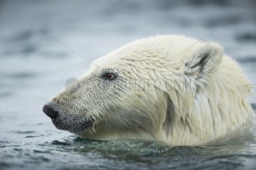 Polar Bear (Ursus maritimus) swimming near Harbour Islands  Repulse Bay  Nunavut Territory  Canada