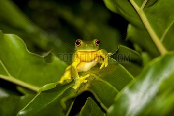 Red-eyed Tree Frog (Litoria chloris)  Australia