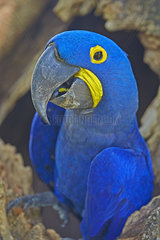 Portrait of Hyacinth Macaw at nest - Brazil Pantanal