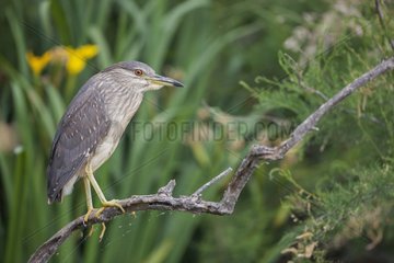 Young Night Heron (Nycticorax nycticorax) on a branch. Camargue  France