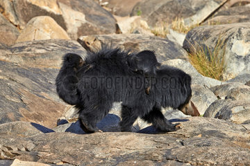 Sloth bear and cubs - Sandur Mountain India