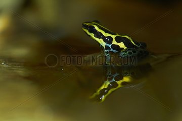 Amazonian Poison Frog (Rainitomeya amazonica  ex Ranitomeya ventrimaculata  ex Dendrobates ventrimaculatus) under the rain - Matiti - French Guiana