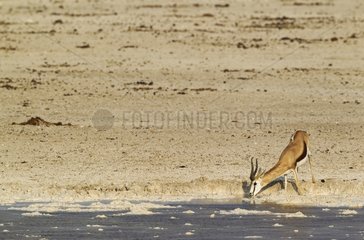 Springbok (Antidorcas marsupialis) - Male  drinking at a waterhole. The whitish surroundings are due to the bleached calcite soils of Etosha. Etosha National Park  Namibia.