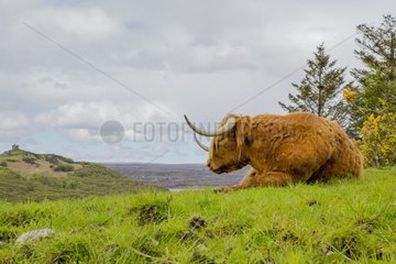 Highland cow. Scotland