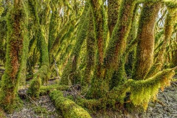 Trees covered with moss (Antitrichia curtipendula)  Bugey  Ain  France. This type of mossy forest is associated with shady valleys to the atmosphere very humid in all seasons