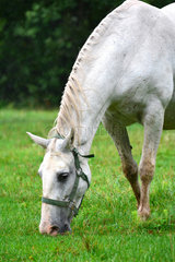 Lipizzaner horse in meadow - Slovenia Lipica National Stud