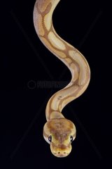 Ball python (Python regius)  caramel