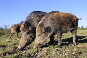 Eurasian wild boar burrowing - France