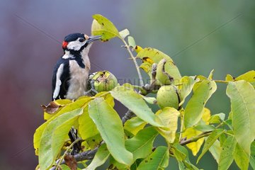 Great Spotted Woodpecker eating a nut in its bug - Saint Cyr sur Loire - Indre et Loire - France