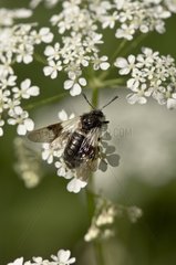 Fly  Abia fasciata  in flower. Alsterbro  Sweden in June