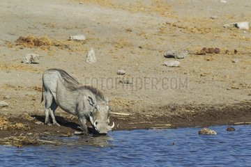 Warthog (Phacochoerus aethiopicus) - Female  drinking at a waterhole. Etosha National Park  Namibia.