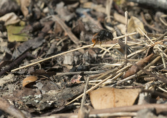 Red-tailed Mason-Bee carrying twigs during spawning