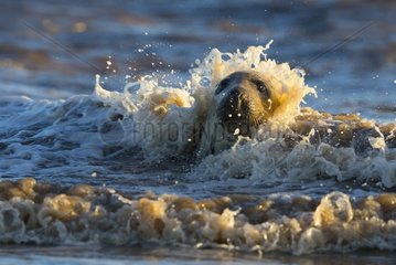 Grey seal (Halichoerus grypus)  Seal in the surf  England  Winter