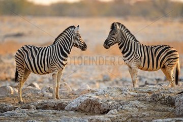 Plains zebra (Equus quagga)  Etosha  Namibia