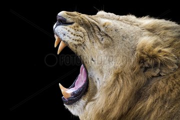 Lion in Kruger National park