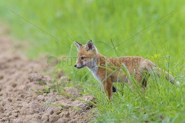 Young Red Fox (Vulpes vulpes)  Hesse  Germany  Europe