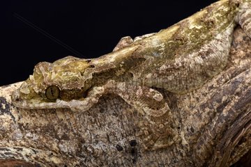 Giant flying gecko (Ptychozoon lionotum)