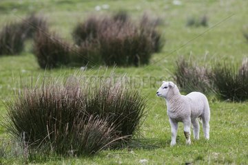 Lamb Scottish Blackface. Scotland