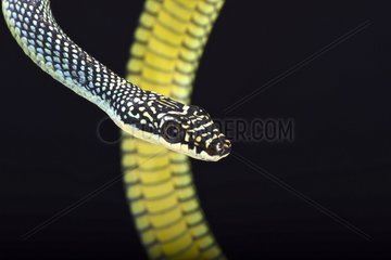 Paradise flying snake (Chrysopelea paradisi)  Malaysia