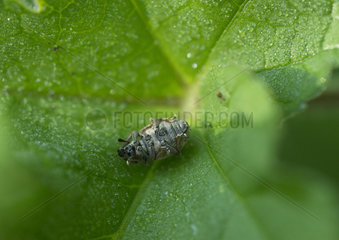 Weevil playing dead on a leaf - France