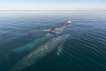 Gray whale (Eschrichtius robustus) Gray whales in Pacific lagoon Baja California Mexico.