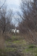 Camargue horses in the Camargue marshes PNR France