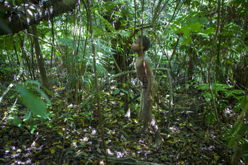 Boy in rainforest undergrowth - Tanna Vanuatu