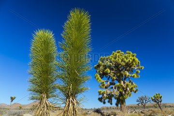 Yucca brevifolia  the Joshua tree  Joshua Tree National Park  California  USA