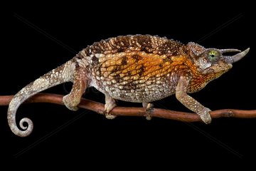 Jackson's Three-Horned Chameleons (Trioceros jacksonii jacksonii) female