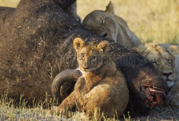 Lion (Panthera leo) - Two females with cub feeding on a Cape Buffalo (Syncerus caffer caffer) which was killed two nights before by the females of the pride. Savuti  Chobe National Park  Botswana.