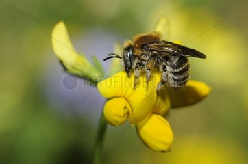 Mason Bee (Anthidium byssinum) female sleeping on a Birdsfoot  2015 July 02  Northern Vosges Regional Nature Park  France  ranked World Biosphere Reserve by UNESCO  France