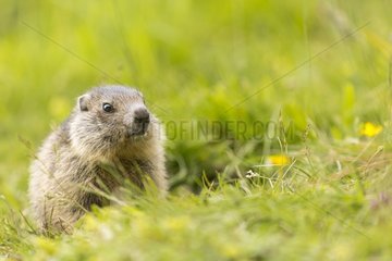 Young Alpine marmot to the burrow entrance in summer  Alps  France