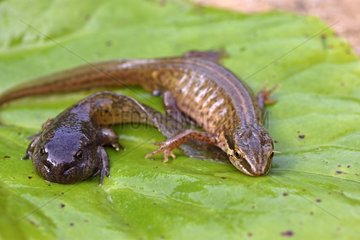 Newt and tadpole of an aquatic leaf