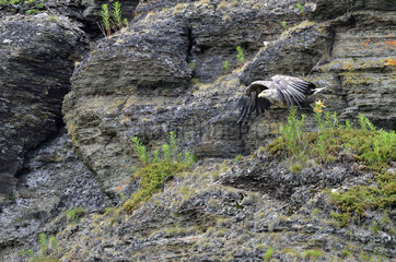 White-tailed eagle flying away - Varanger Norway