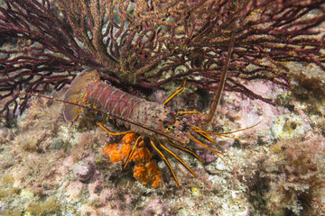 California Rock Lobster - Channel Islands California