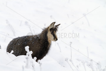Young Chamois in the snow - Grand Hohneck Vosges France