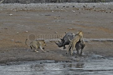 This Black Rhino has stumbled into a cavity and tipped into the water point. After many difficulties given the apic submerged banks  he managed to climb out of the water but the three lions were nearby came closer and went on the attack.