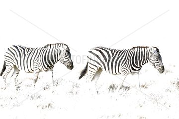 Burchell's Zebra (Equus quagga burchelli) - Roaming. Etosha National Park  Namibia. This image has been taken with a very high ASA setting  hence the overexposure.