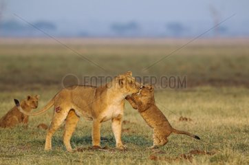 Lion (Panthera leo) - Playful female with cub at dawn. Savuti  Chobe National Park  Botswana.