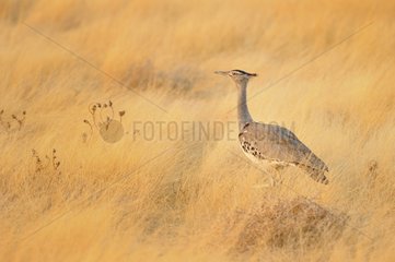 Kori Bustard (Ardeotis kori)  Etosha  Namibia