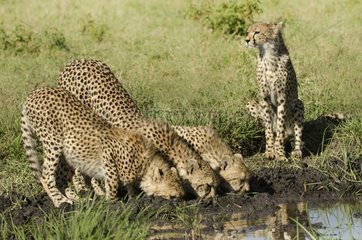 Drink well  I do watch - Three cheetah?s cub drinking with the mother watching at them