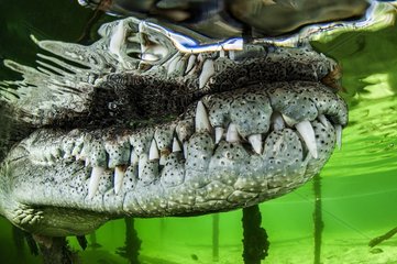American Crocodile (Crocodylus acutus)  Gardens of the Queen  Cuba
