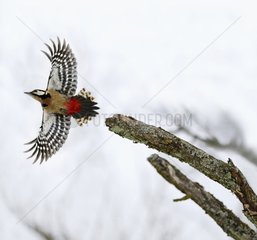 Great Spotted Woodpecker (Dendrocopos major) male fledged  2016 January 22  Northern Vosges Regional Nature Park  declared a World Biosphere Reserve by UNESCO  France